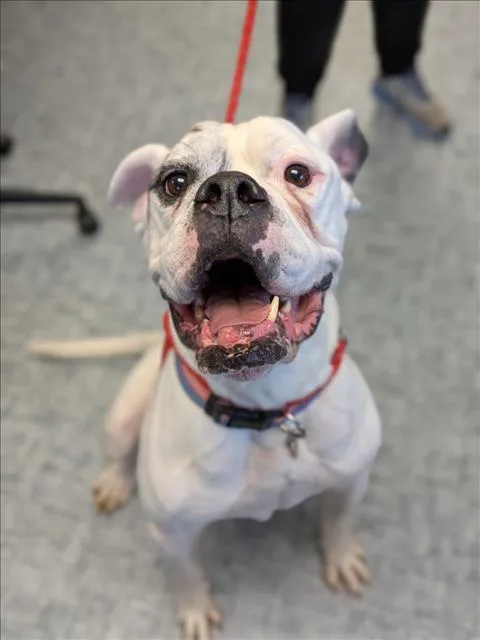 An adult large-sized male American Bulldog dog named Moto Moto for adoption in Loveland, CO
