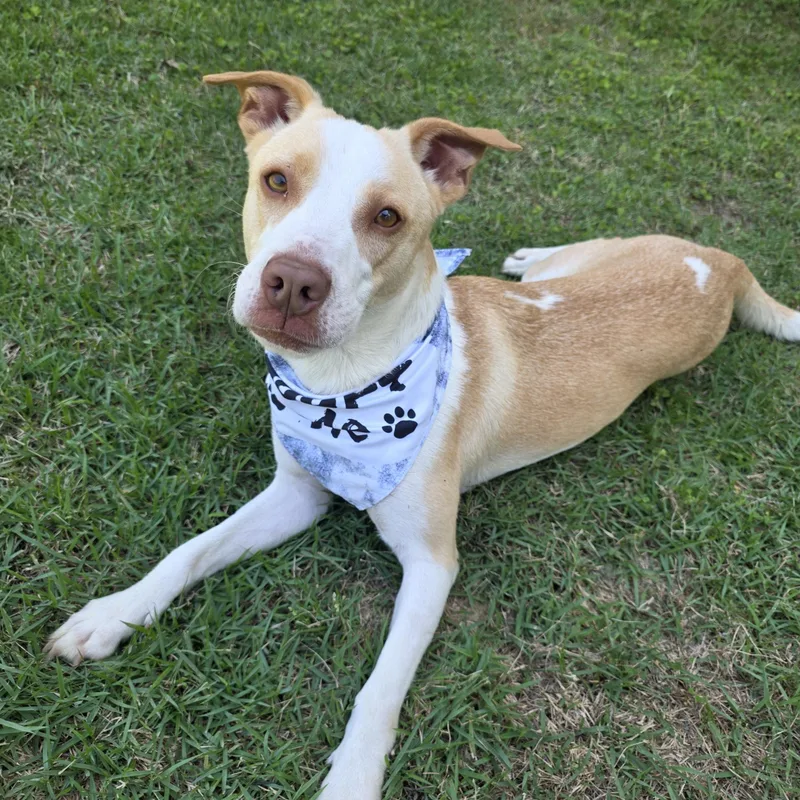 An adult medium-sized male Mixed Breed dog named Sunny for adoption in Monticello, FL