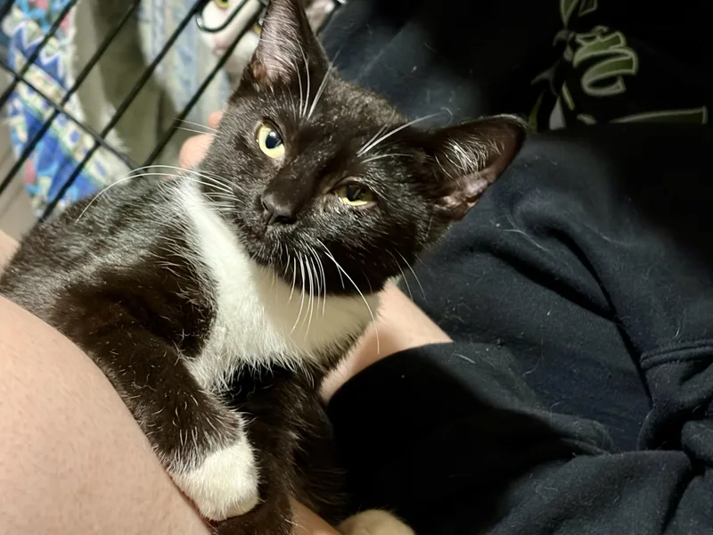 A baby small-sized female Black & White / Tuxedo Domestic Short Hair cat named Carrot for adoption in Warminster, PA