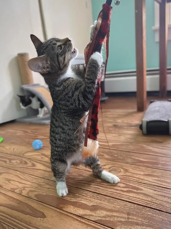 A young medium-sized female Tabby (Tiger Striped) Domestic Short Hair cat named Dakota for adoption in Warren, PA