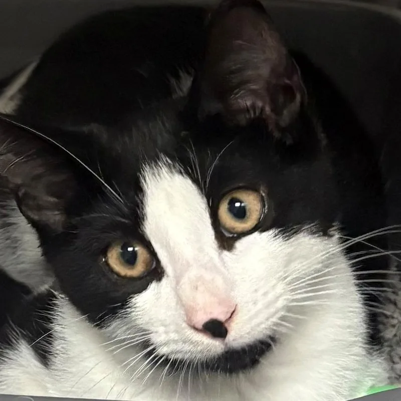 A baby small-sized male Black Domestic Short Hair cat named Wesley for adoption in East Hanover, NJ