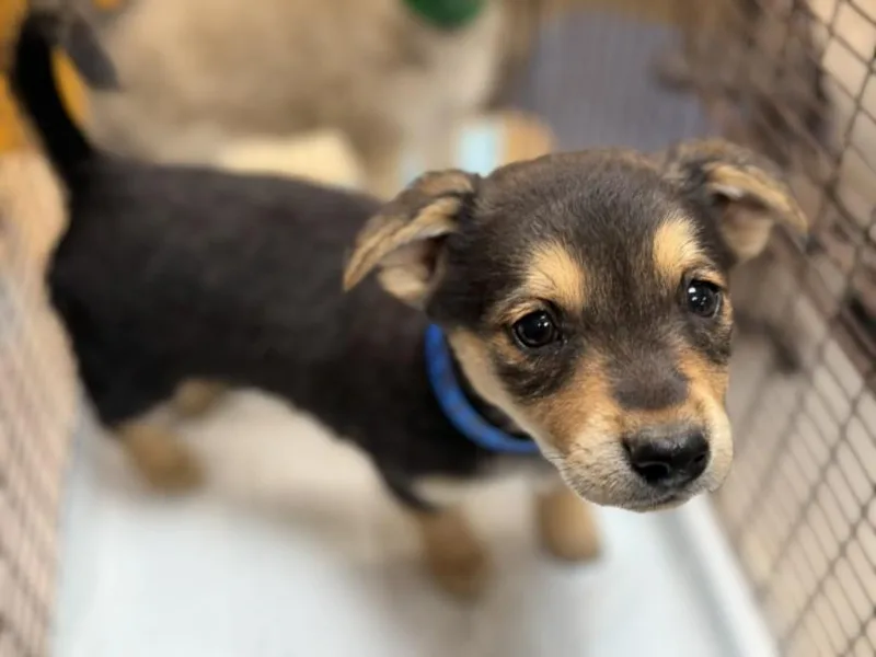 A baby small-sized female Mixed Breed dog named Aglaea for adoption in Los Angeles, CA