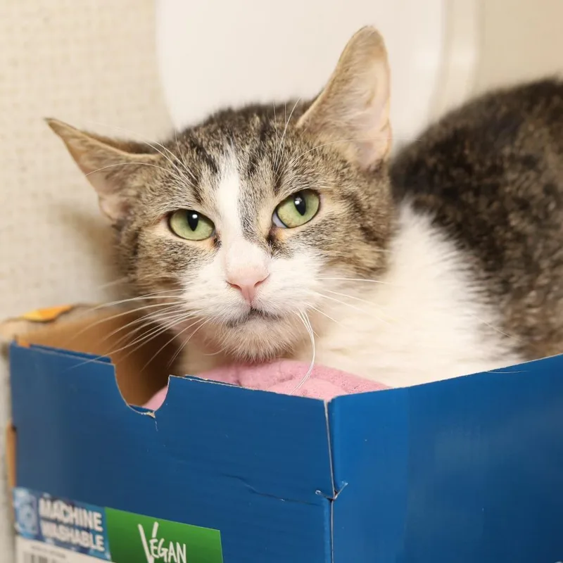 A young medium-sized female Brown / Chocolate Domestic Short Hair cat named Molly for adoption in Evansville, IN