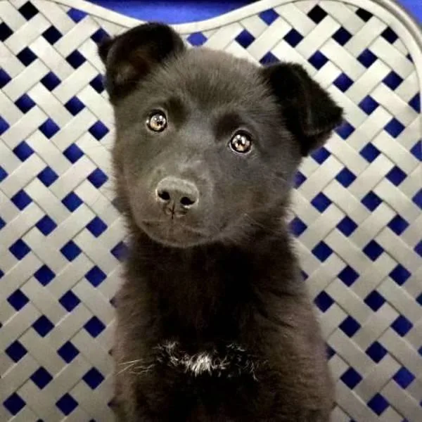 A baby medium-sized female German Shepherd Dog dog named Sonora for adoption in Fort Davis, TX