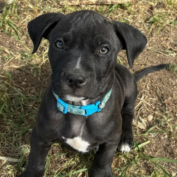 A baby small-sized male Black Hound dog named Dewey for adoption in Briarcliff Manor, NY