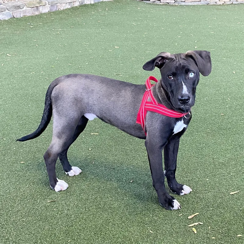 A baby medium-sized male Black Husky dog named Bowie for adoption in New York, NY