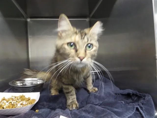 A young medium-sized female Domestic Medium Hair cat named Abby for adoption in Augusta, GA