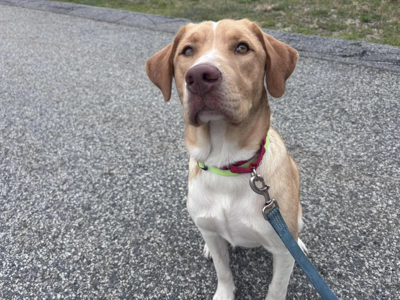 A young medium-sized male Apricot / Beige Labrador Retriever dog named Sam for adoption in Pembroke, MA