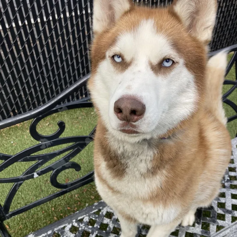 An adult large-sized male Red / Chestnut / Orange Husky dog named Samy for adoption in Providence, RI