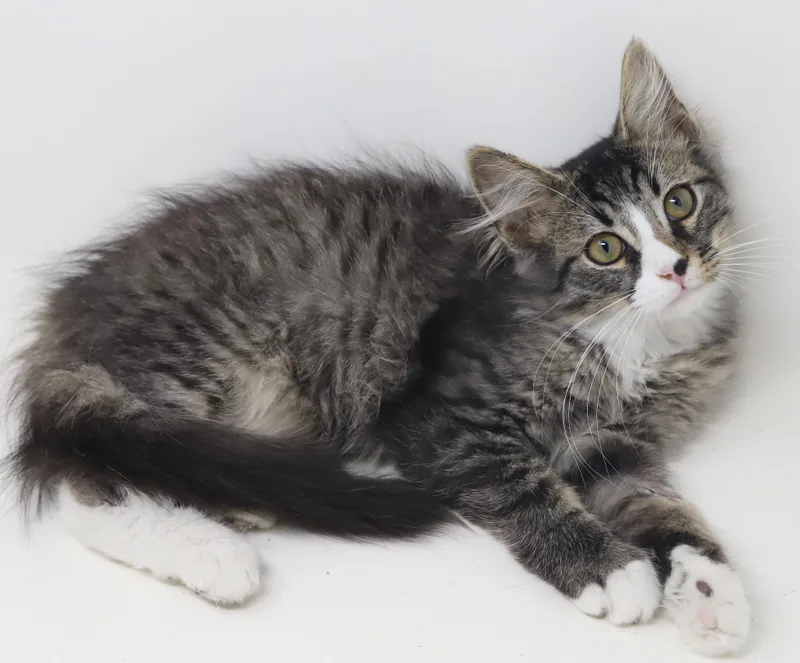 A baby small-sized male White Maine Coon cat named Ken and Barbie can't for adoption in Bedford Hills, NY