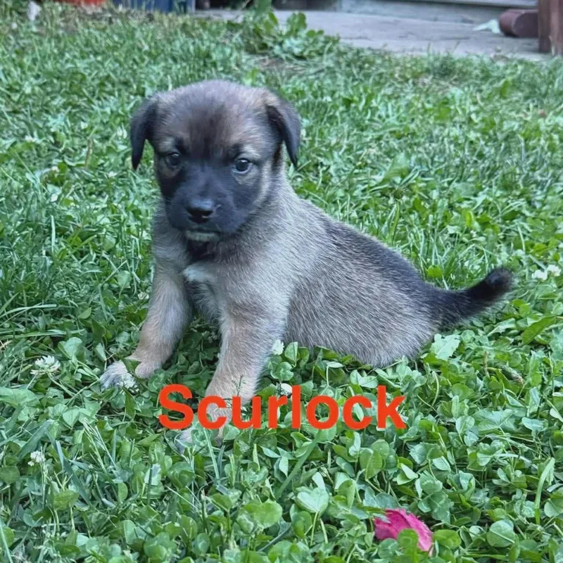 Scurlock thumbnail 5