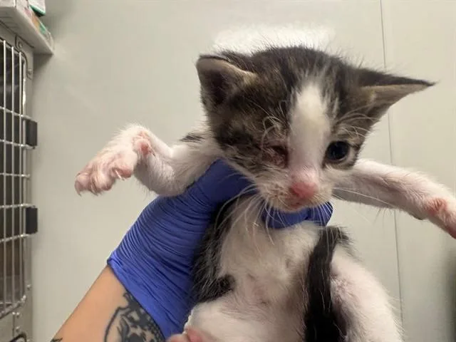 A baby small-sized male Domestic Short Hair cat named Oscar for adoption in Ontario, CA
