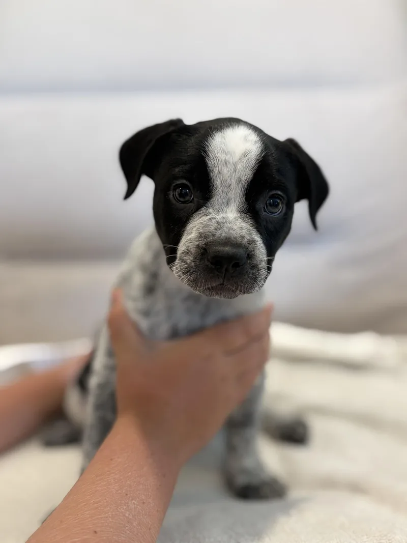 A baby small-sized male Australian Cattle Dog / Blue Heeler dog named Tux for adoption in Discovery Bay, CA