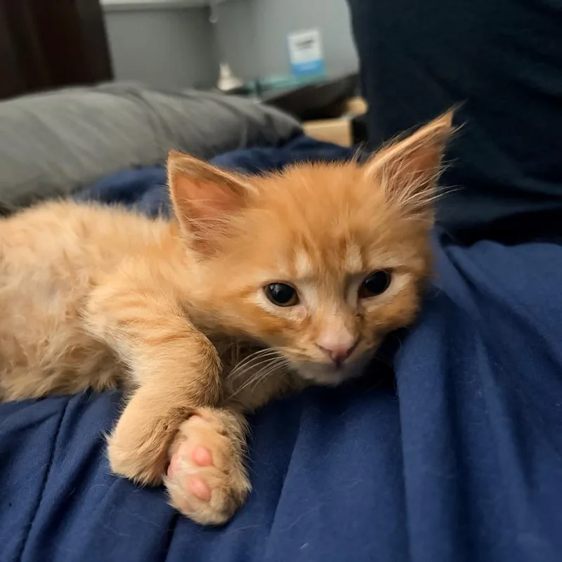 A baby small-sized male Orange / Red Domestic Short Hair cat named Luigi for adoption in Escondido, CA