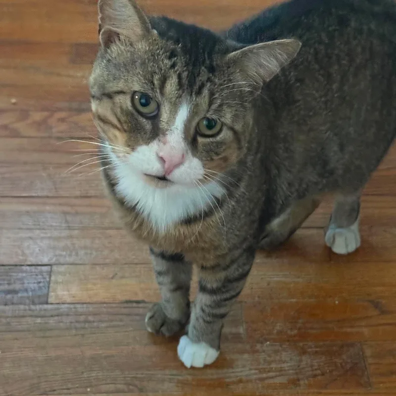 An adult large-sized male Tabby (Brown / Chocolate) Domestic Short Hair cat named Harold for adoption in Huntington, NY