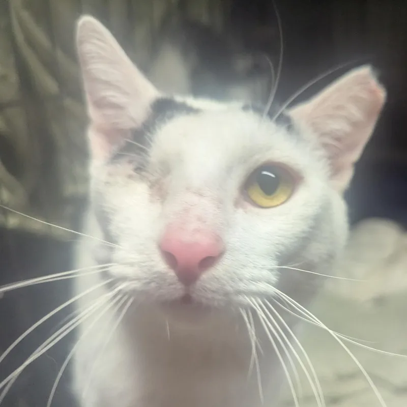 A young medium-sized male White Domestic Short Hair cat named Beacon for adoption in Beltsville, MD