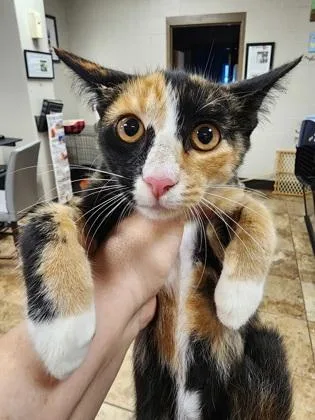 A baby small-sized female Domestic Short Hair cat named Fiona $ At Petco for adoption in Seneca, SC