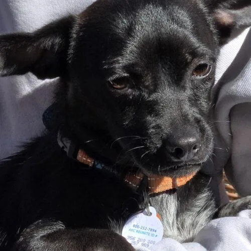 An adult small-sized male Bicolor Chiweenie dog named Tipper for adoption in Lincolnshire, IL