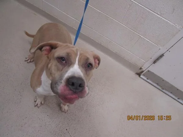 A young large-sized female Pit Bull Terrier dog named Eliza for adoption in Marietta, GA