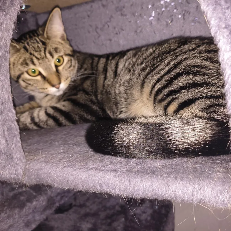A young small-sized male Gray / Blue / Silver Domestic Short Hair cat named Timothy Home to for adoption in South Elgin, IL