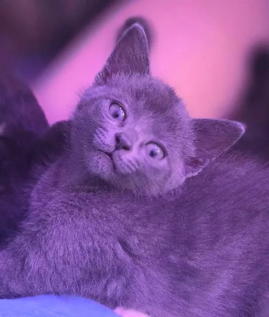 A baby small-sized female Domestic Short Hair cat named Zoom for adoption in Canfield, OH