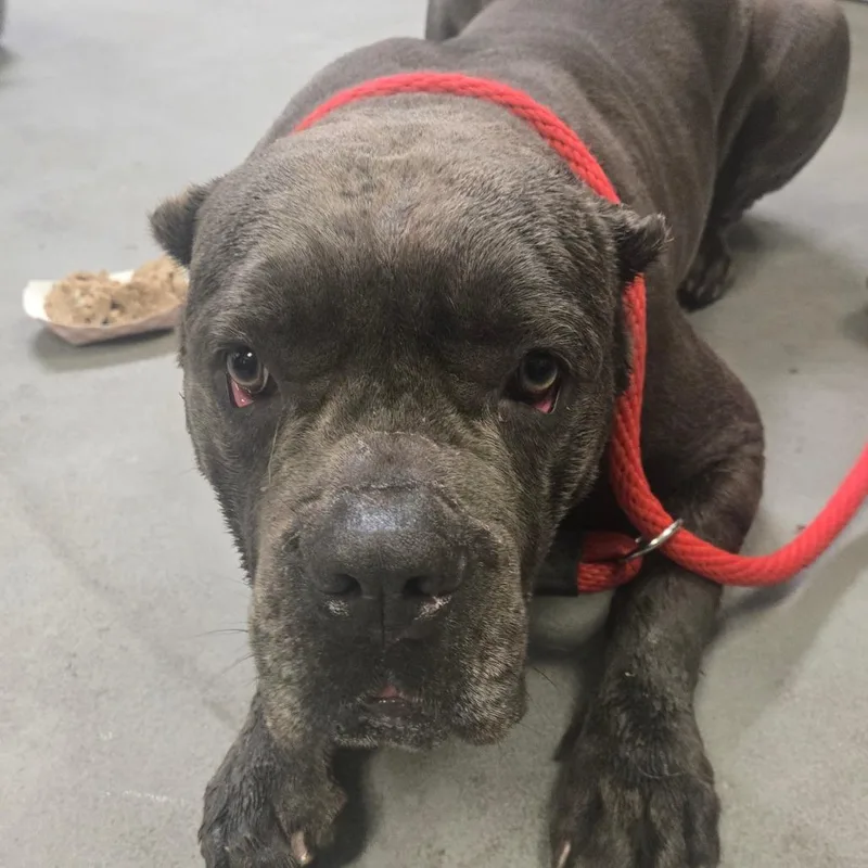 An adult large-sized female Gray / Blue / Silver Cane Corso dog named Grey for adoption in Philadelphia, PA