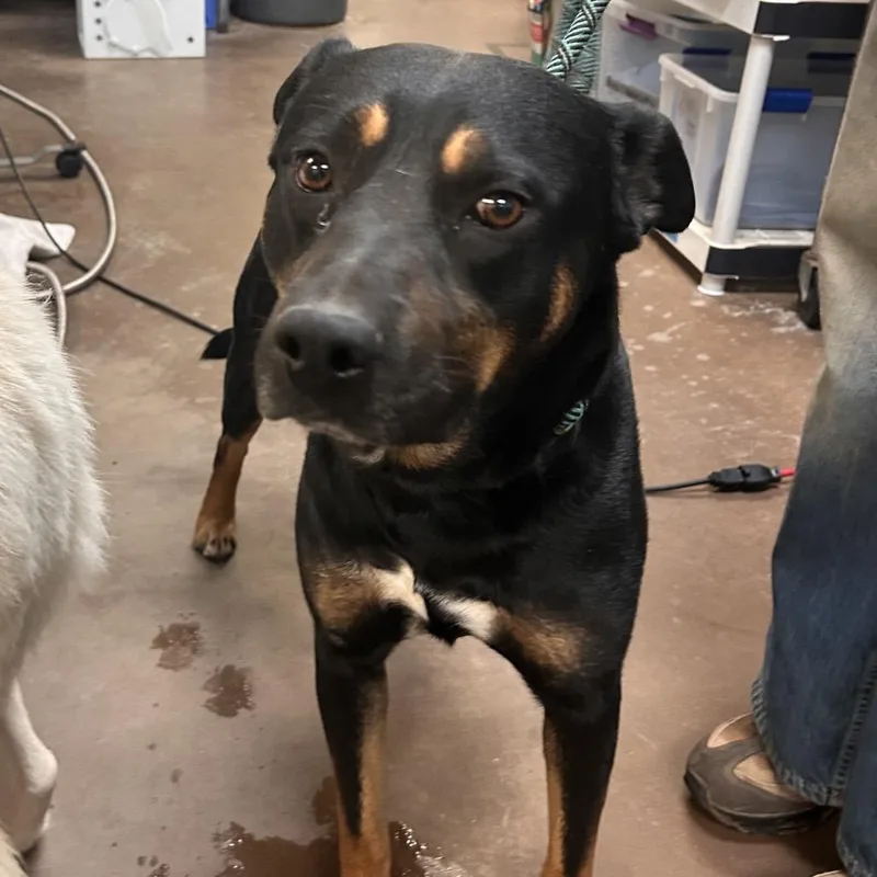 An adult medium-sized male Black Mixed Breed dog named Chocolate for adoption in Flagstaff, AZ