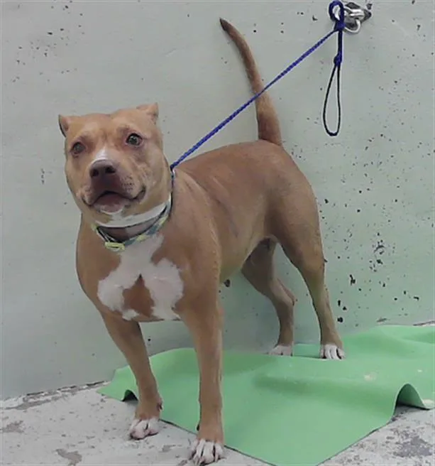 A young large-sized female Staffordshire Bull Terrier dog named Sierra for adoption in Houston, TX