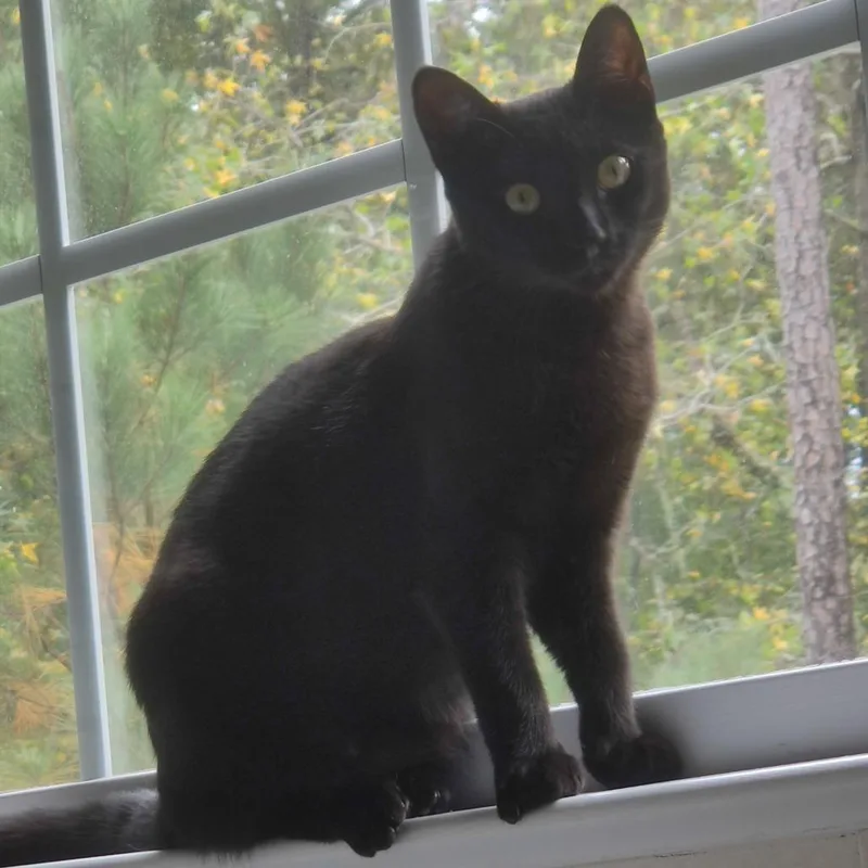 Gwen Stefani thumbnail 4