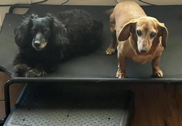 Frankie bonded with Harley