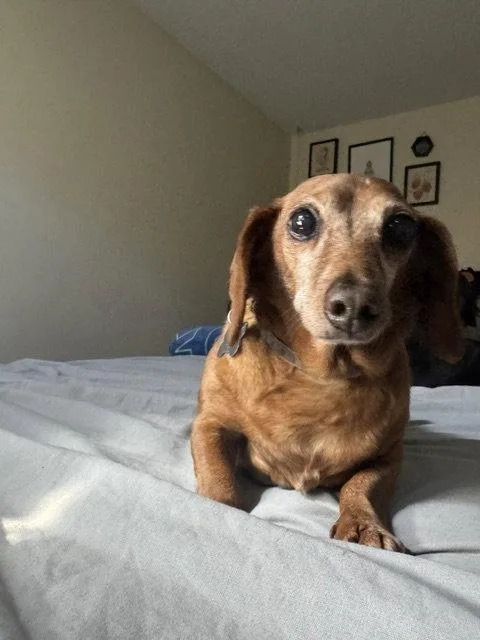 Frankie bonded with Harley thumbnail 2
