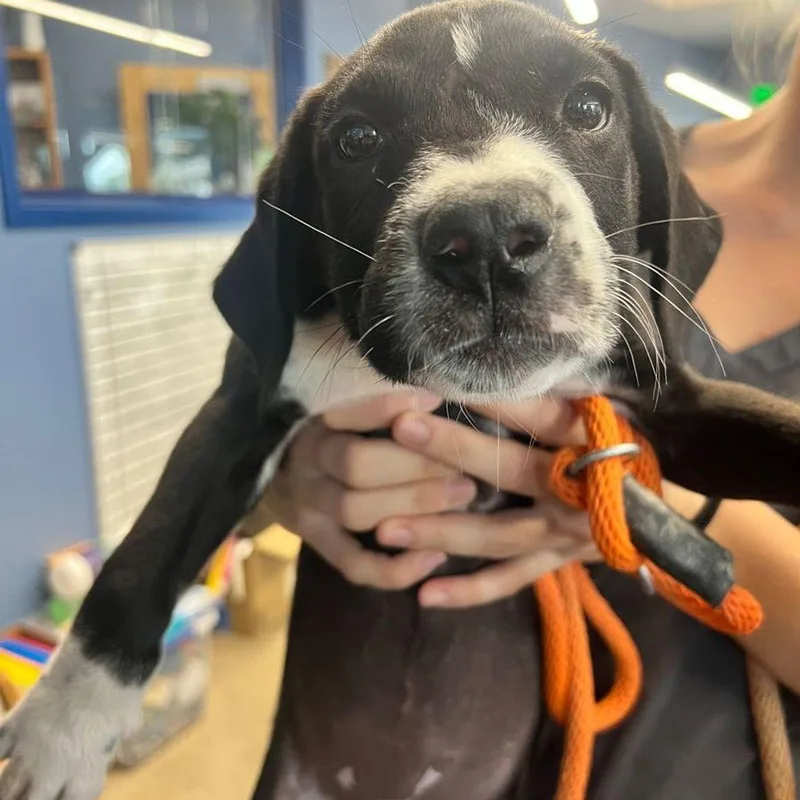A young small-sized female Black American Staffordshire Terrier dog named Ellie for adoption in Kingman, AZ
