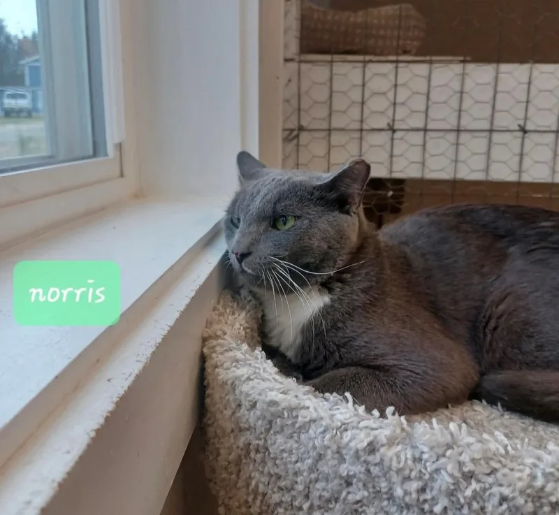 A young medium-sized male Gray & White Domestic Short Hair cat named Norris for adoption in Walworth, WI