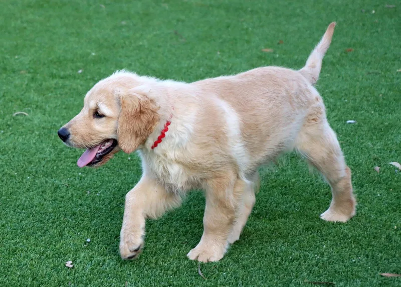 A baby medium-sized male Golden Retriever dog named Matt for adoption in Glendale, AZ