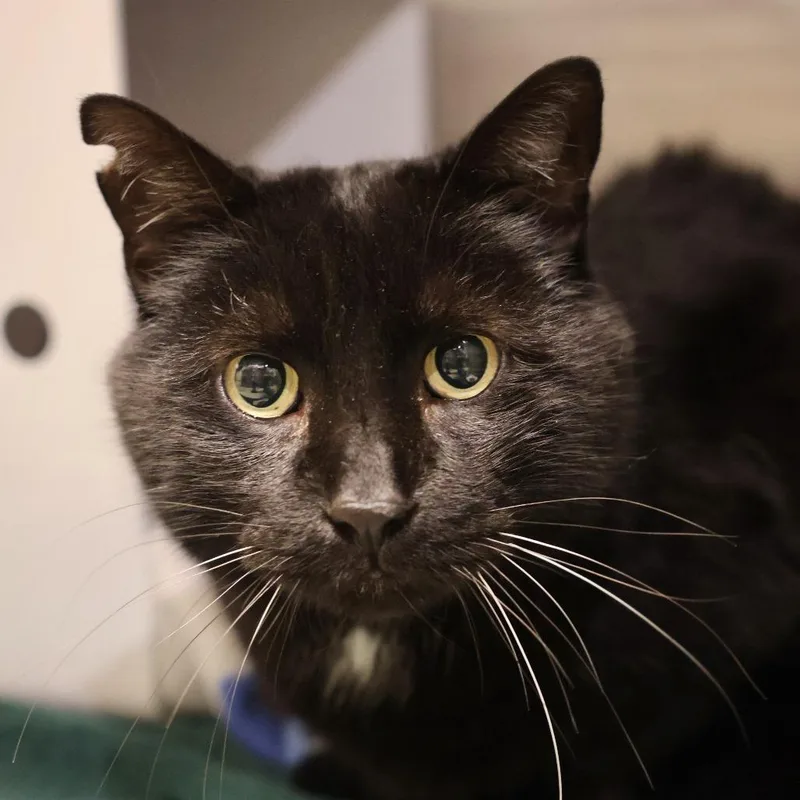 A senior extra large-sized male Black Domestic Short Hair cat named Hoppie for adoption in Briarcliff Manor, NY