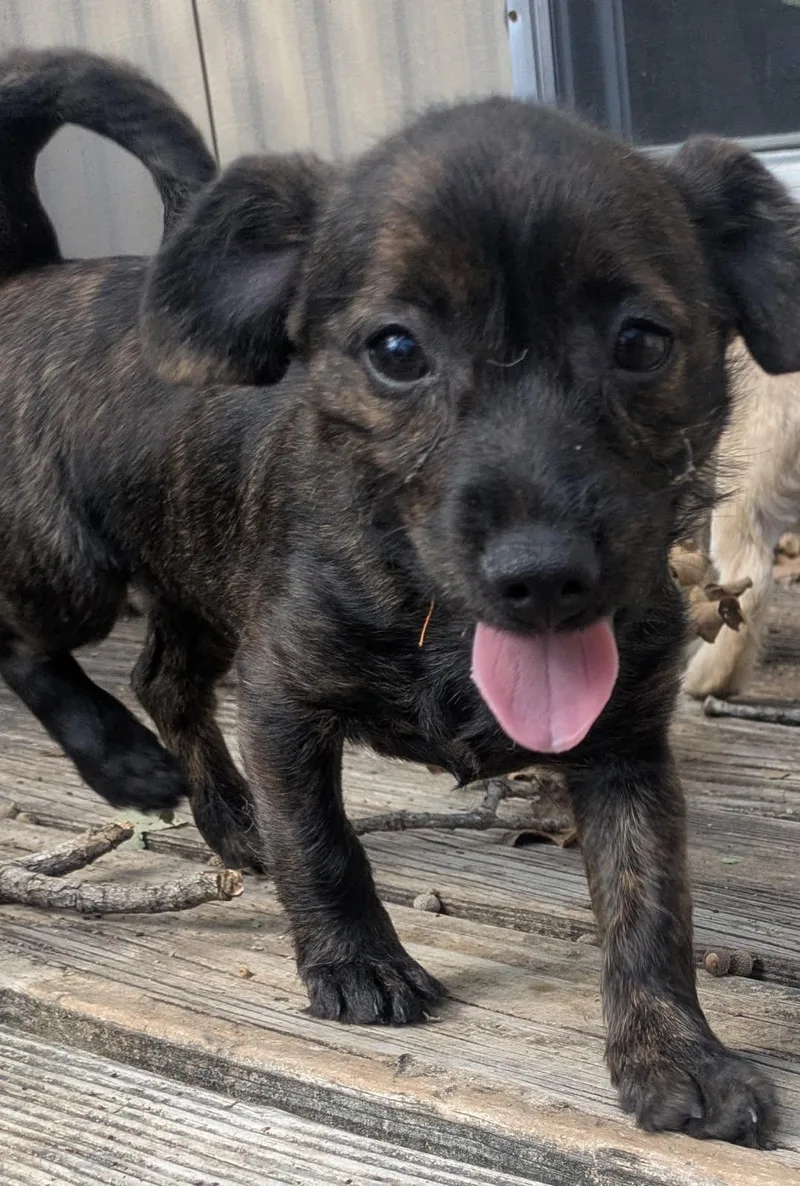A baby small-sized female Terrier dog named Barbie for adoption in Southlake, TX
