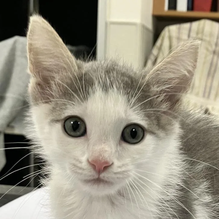 A baby small-sized male Gray / Blue / Silver Domestic Short Hair cat named Vaporeon for adoption in Las Cruces, NM