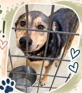 An adult medium-sized female Black Belgian Shepherd / Malinois dog named Molly Mae for adoption in Clarksville, VA