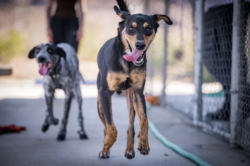 A baby medium-sized male Shepherd dog named Dale for adoption in Twentynine Palms, CA