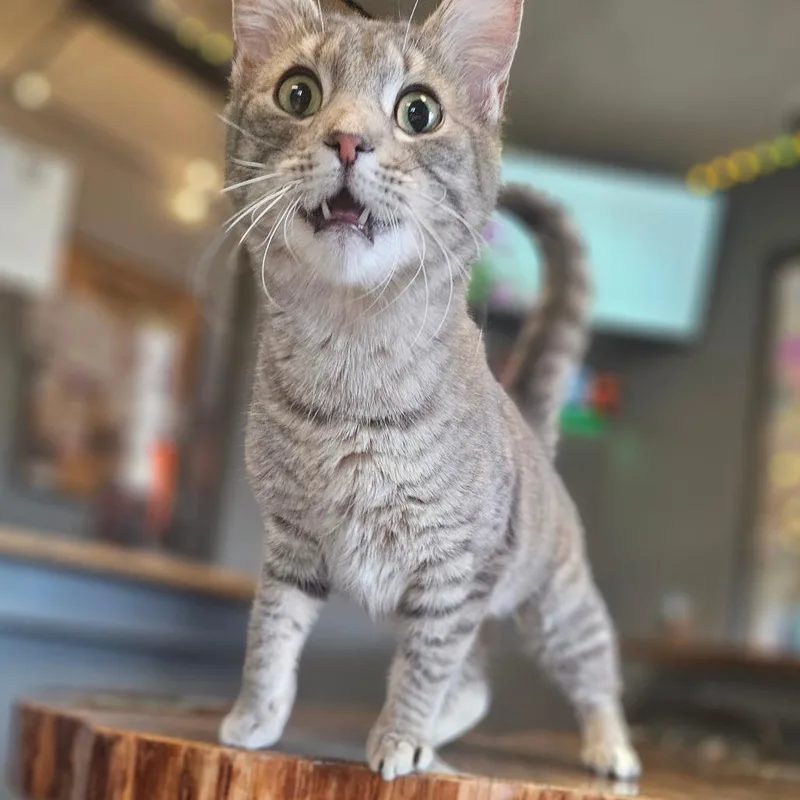 A young medium-sized female Gray / Blue / Silver Domestic Short Hair cat named Aster for adoption in Bismarck, ND