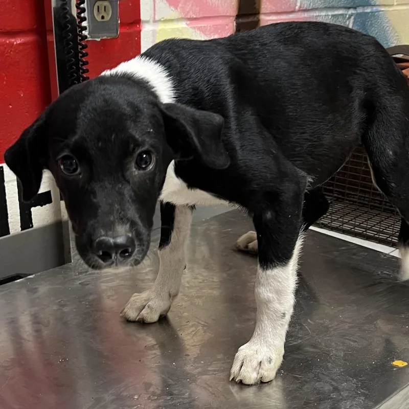 A baby medium-sized female Shepherd dog named Hazel  Local October for adoption in Brookshire, TX