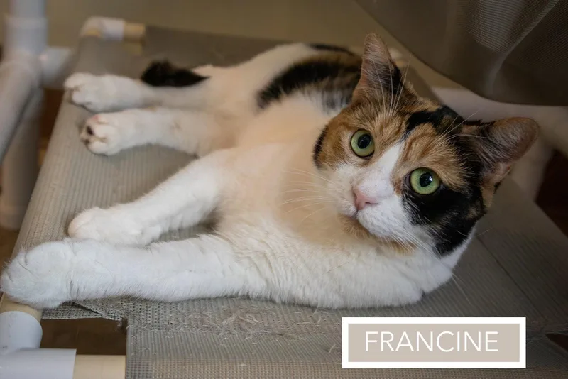 Francinec thumbnail 3