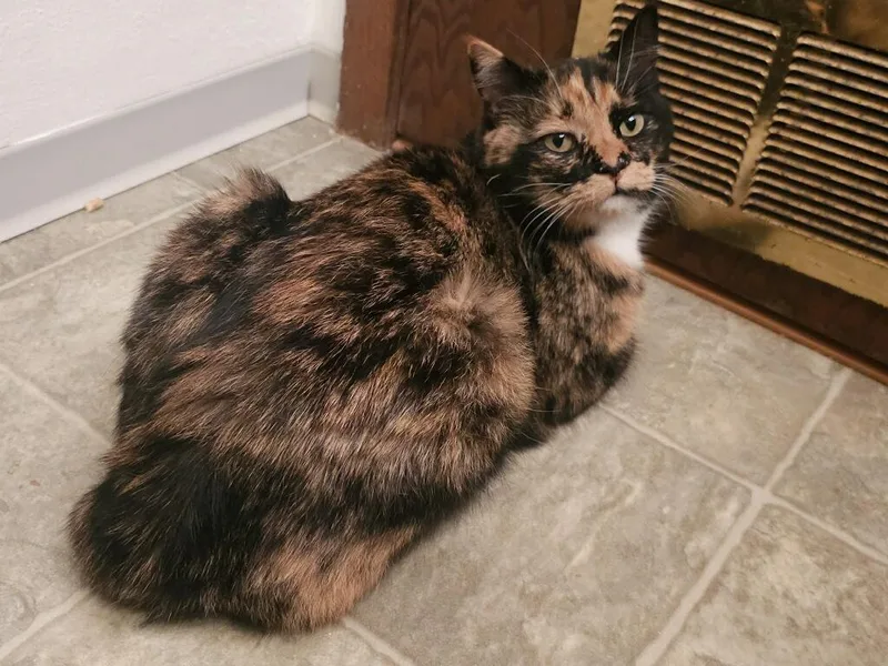 An adult medium-sized female Calico Domestic Short Hair cat named Poppy for adoption in Faribault, MN