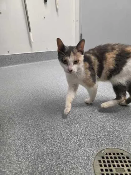 A young small-sized female Domestic Short Hair cat named Primadonna for adoption in Sevierville, TN