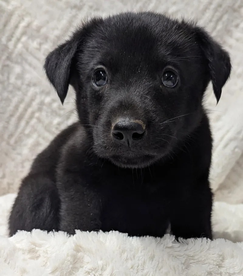 A young medium-sized male Mixed Breed dog named Klawz for adoption in Yankton, SD