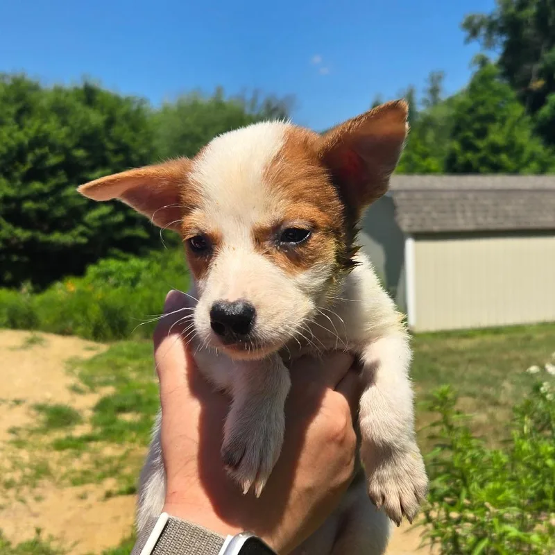 A baby medium-sized male White / Cream Mixed Breed dog named CT Peru for adoption in Eastford, CT