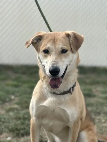 An adult large-sized female Labrador Retriever dog named Katara for adoption in Spanish Fork, UT