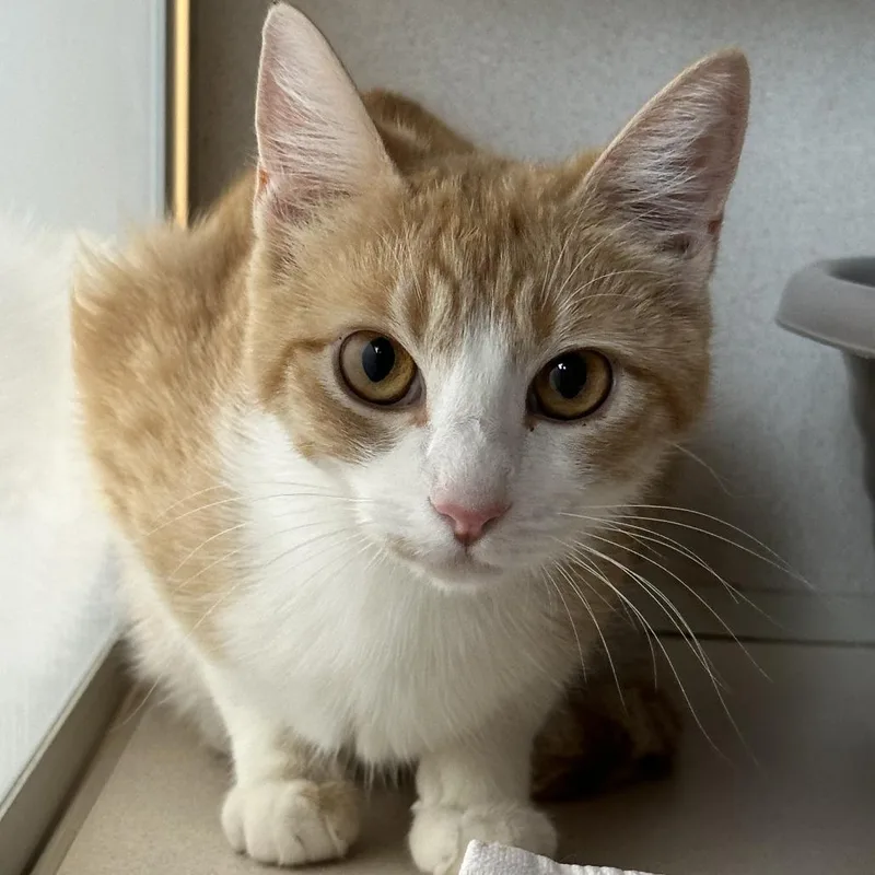 A young medium-sized female Orange / Red Domestic Short Hair cat named Pomelo for adoption in Durango, CO