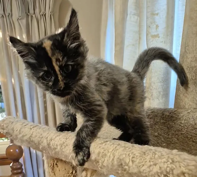 A baby small-sized female Tortoiseshell Domestic Short Hair cat named Cirie for adoption in Milwaukee, WI