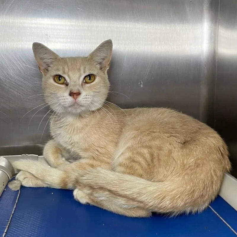 A young medium-sized male Domestic Short Hair cat named Polyphemus for adoption in Roanoke, VA
